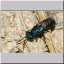 X Trichrysis cyanea - Goldwespe 03a 6mm OS-Wallenhorst-Tongrube-Lehmwand - det.jpg